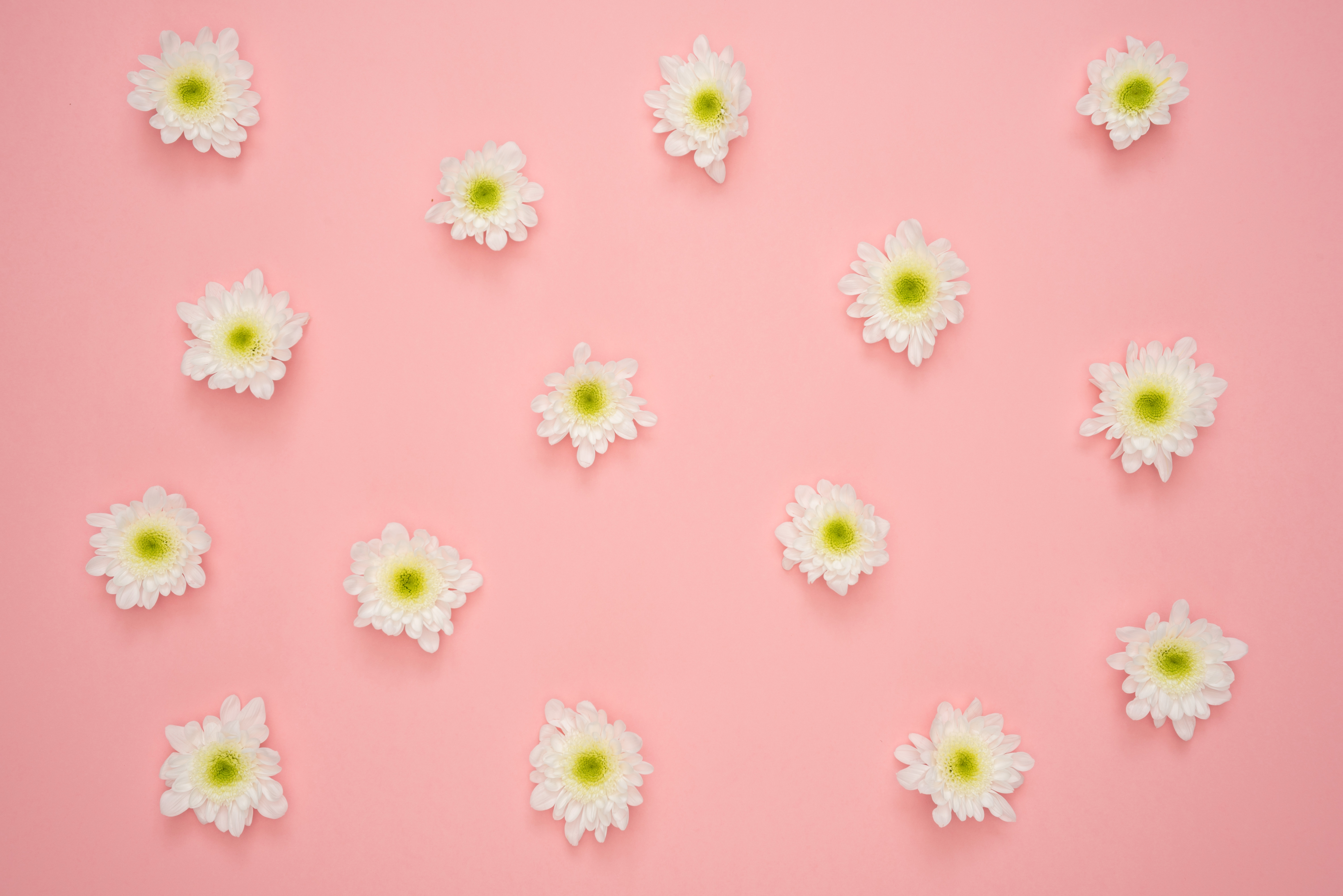 White and Yellow Flower on Pink Wall