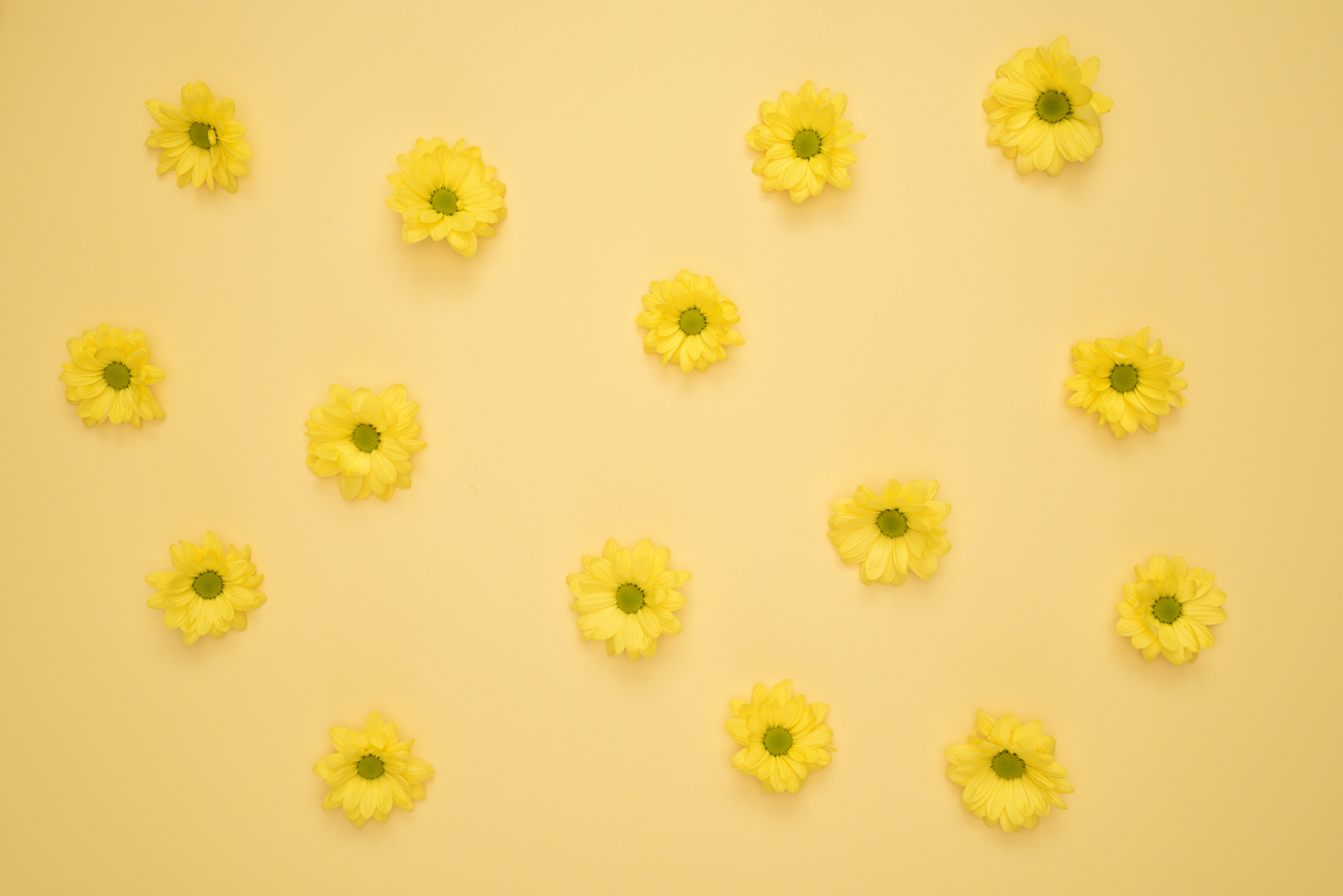 Yellow Daisies Laid on Yellow Surface